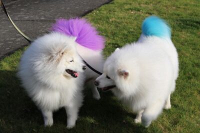 Tail single colour