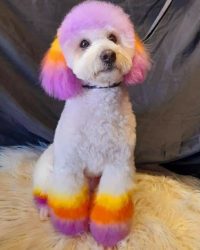 Dog Paws Multi colour