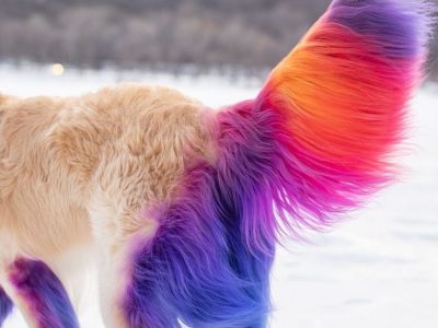 Dog Tail Multi colour