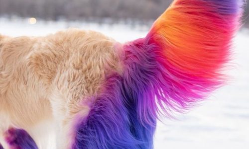 Dog Tail Multi colour