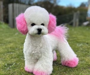 Dog paws Single colour