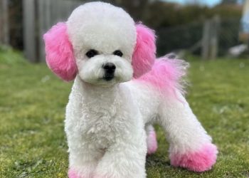 Dog paws Single colour