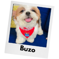 buzo 1