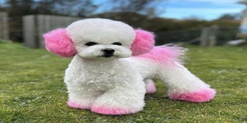 dog_resized_735x490